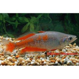 Melanotaenia parkinsoni Parkinson's rainbowfish 5-6 cm