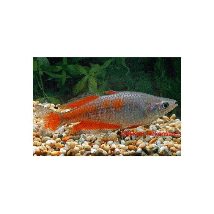 Melanotaenia parkinsoni sateenkaarikala 5-6 cm