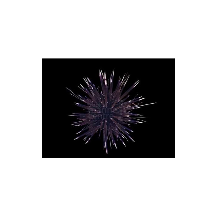 Echinometra mathaei - White-Tip Urchin