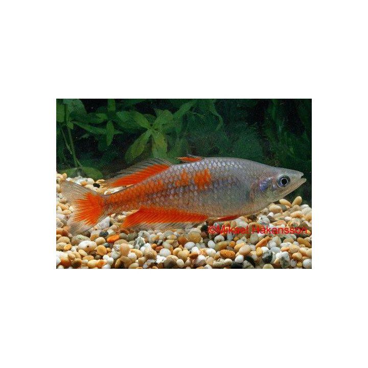 Melanotaenia parkinsoni Parkinson's rainbowfish 4-5 cm