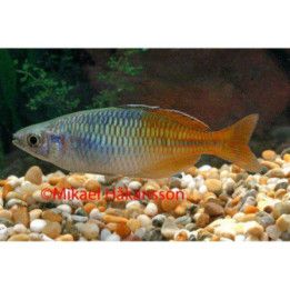 Kultapyrstösateenkaarikala aitinjo 5-6 cm Melanotaenia boesemani