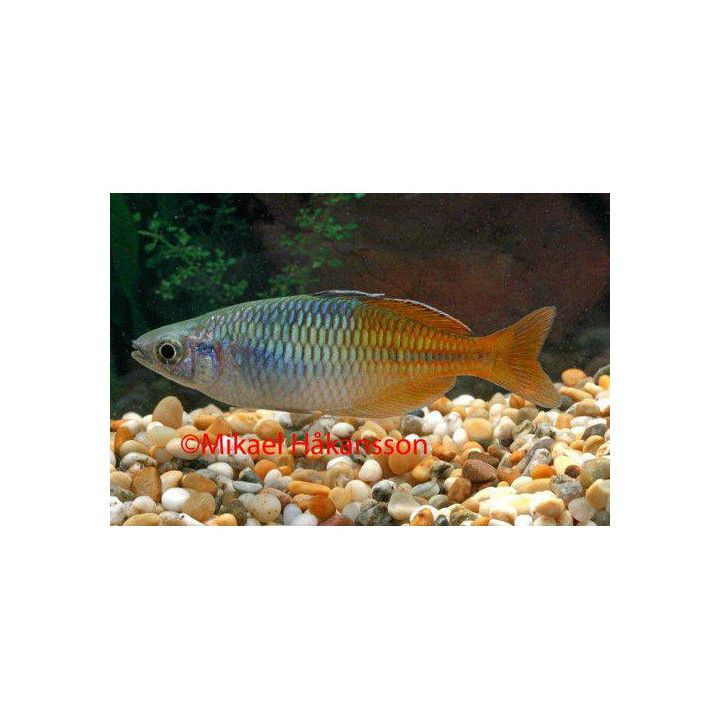 Kultapyrstösateenkaarikala aitinjo 5-6 cm Melanotaenia boesemani