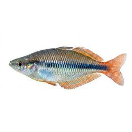 Melanotaenia herbertaxelrodi Lake Tebera rainbowfish 5-6 cm