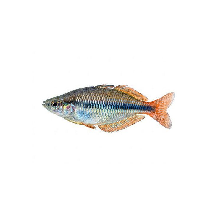 Regnbågsfisk Mel. Herbertaxelrodi 5-6CM Melanotaenia herbertaxelrodi