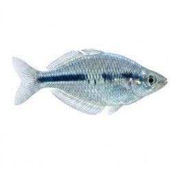 Sateenkaarikala kamaka 4-5 cm -