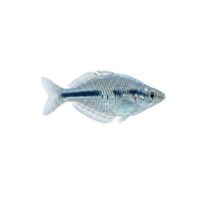 Sateenkaarikala kamaka 4-5 cm -