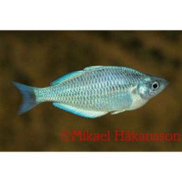 Melanotaenia kamaka 5-6 cm