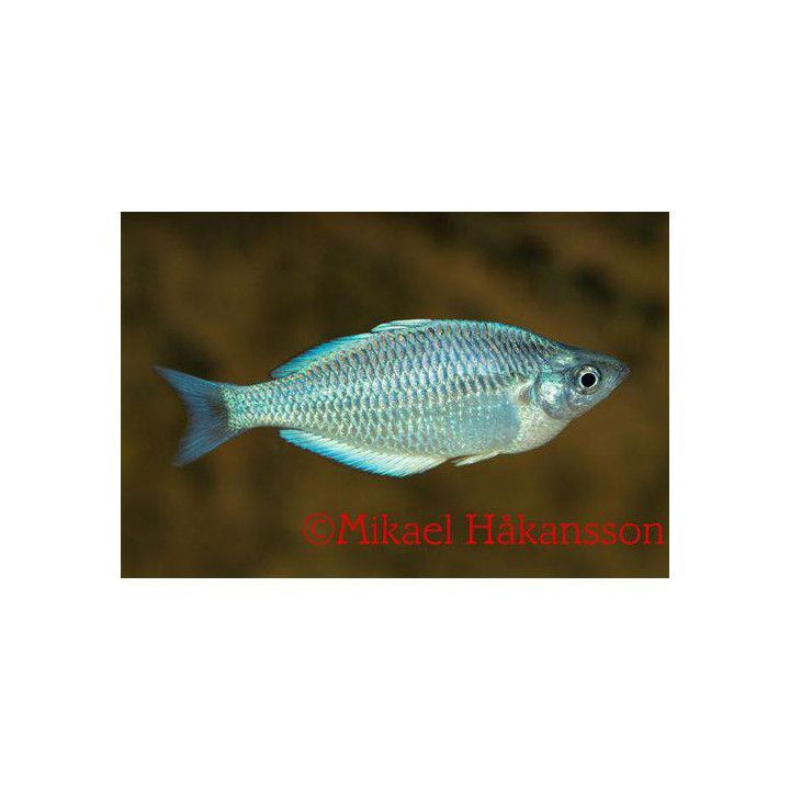 Melanotaenia kamaka 5-6 cm