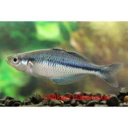 Sininen sateenkaarikala 4-5 cm -