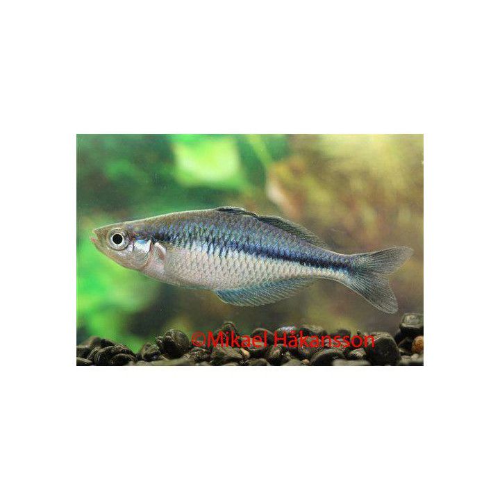 Sininen sateenkaarikala 4-5 cm -