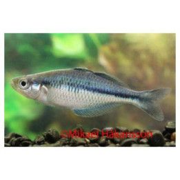 Melanotaenia lacustris Lake Kutubu rainbowfish  4-5 cm