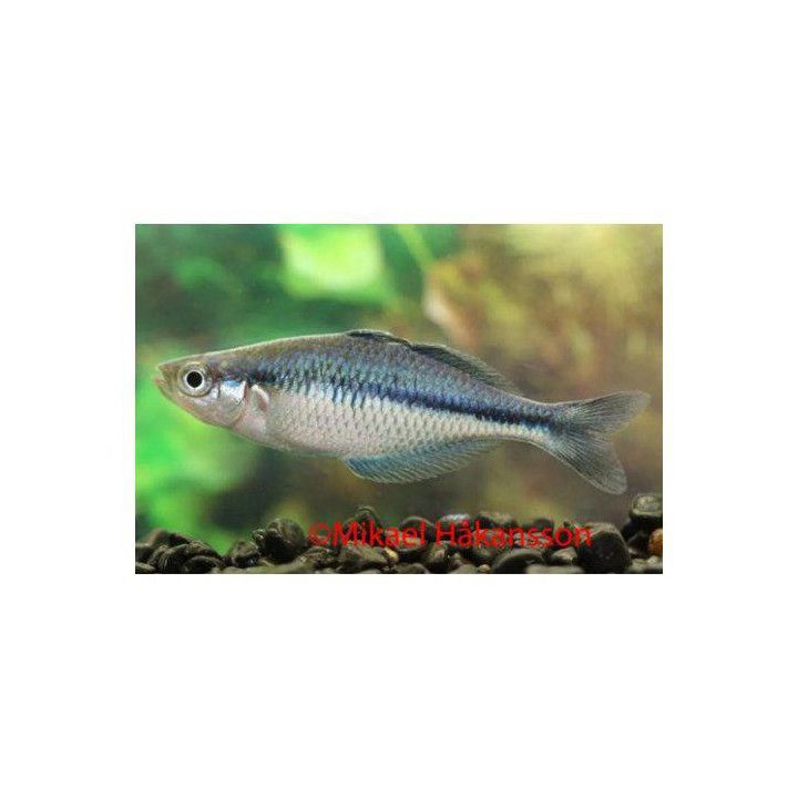 Melanotaenia lacustris Lake Kutubu rainbowfish  4-5 cm