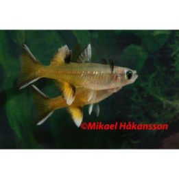 Blåögonfisk Signifer 2-3CM Pseudomugil signifer