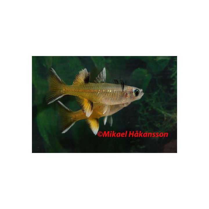 Blåögonfisk Signifer 2-3CM Pseudomugil signifer