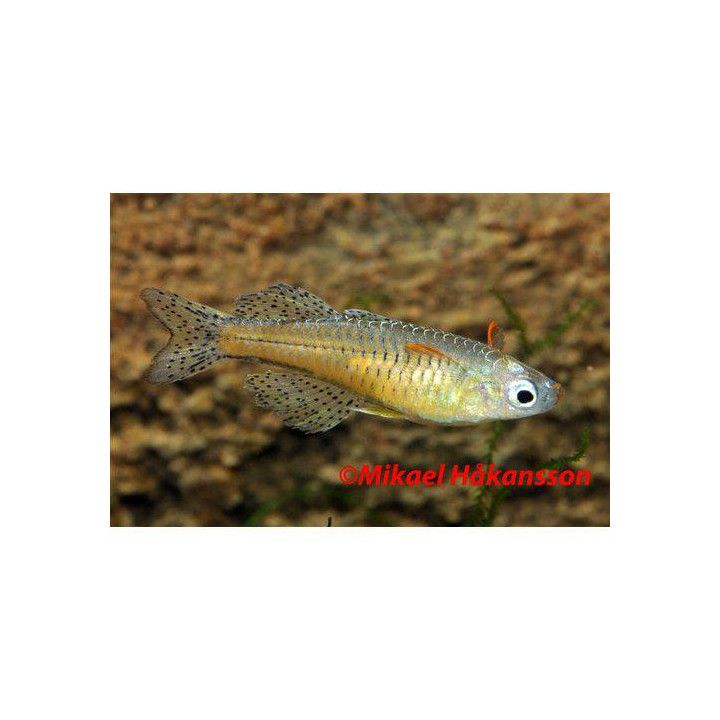 Gertruds sateenkaarikala 2-3 cm -