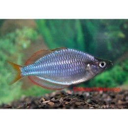 Neon sateenkaarikala 3-4 cm -