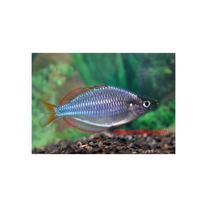 Neon sateenkaarikala 3-4 cm -