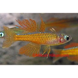 Pseudomugil luminatus red neon