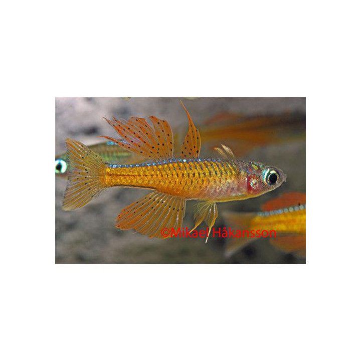Pseudomugil Red  neon Pseudomugil luminatus