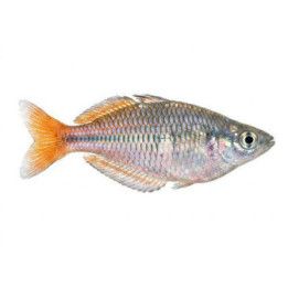 Sateenkaarikala kali tawa 4-5 cm Melanotaenia sp.Kali