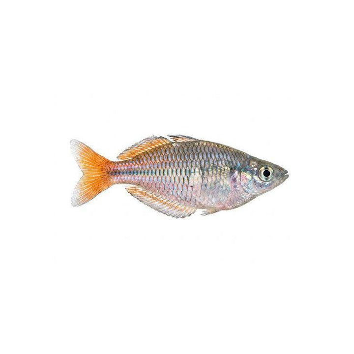 Sateenkaarikala kali tawa 4-5 cm Melanotaenia sp.Kali