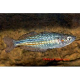 Duboulays sateenkaarikala "snapper creek"4-5 cm -