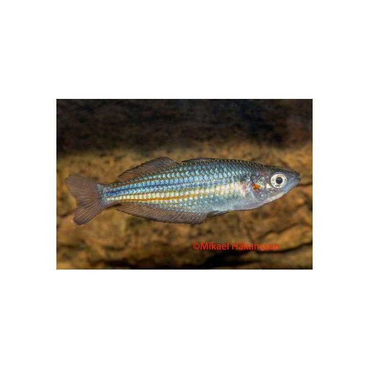 Duboulays sateenkaarikala "snapper creek"4-5 cm -