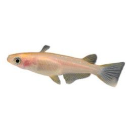 Medaka, Oryzias latipes, orange 3-4 cm -