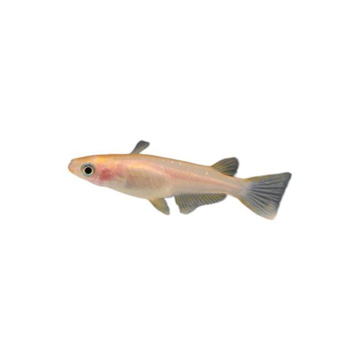 Medaka, Oryzias latipes, orange 3-4 cm -