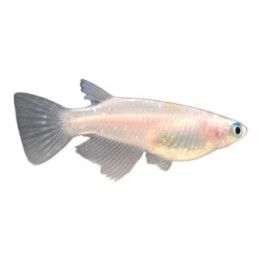 Medaka, Oryzias latipes, orange/white 3-4 cm -