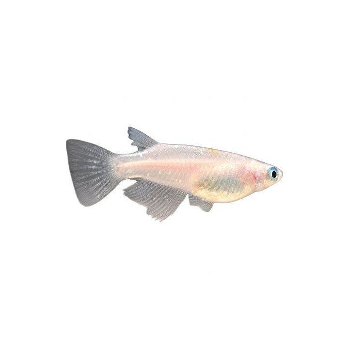 Medaka, Oryzias latipes, orange/white 3-4 cm -