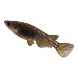 Medaka, Oryzias latipes, black 3-4 cm -
