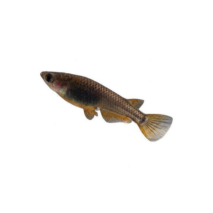 Medaka, Oryzias latipes, black 3-4 cm -