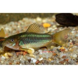 Panssarimonni greenstripe kasvatettu, 3-4 cm -