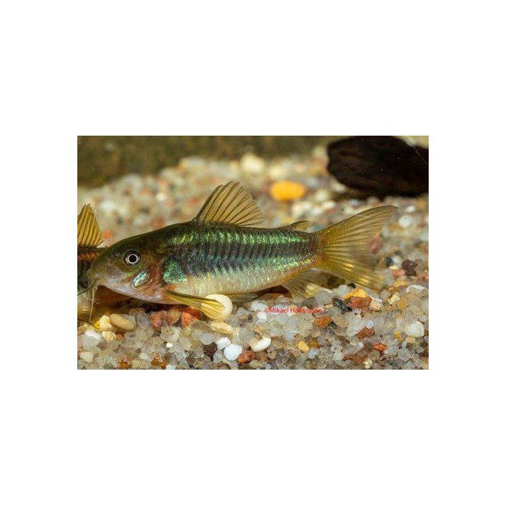 Panssarimonni greenstripe kasvatettu, 3-4 cm -