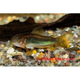 Panssarimonni goldstripe kasvatettu, 3-4 cm -