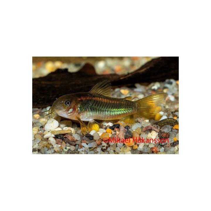 Panssarimonni goldstripe kasvatettu, 3-4 cm -