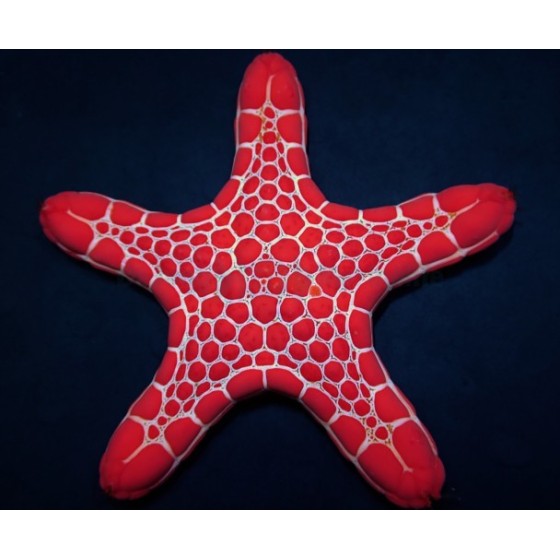 Pentagonaster dubeni - Australian Biscuit Starfish -Red