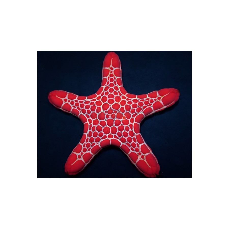 Pentagonaster dubeni - Australian Biscuit Starfish -Red