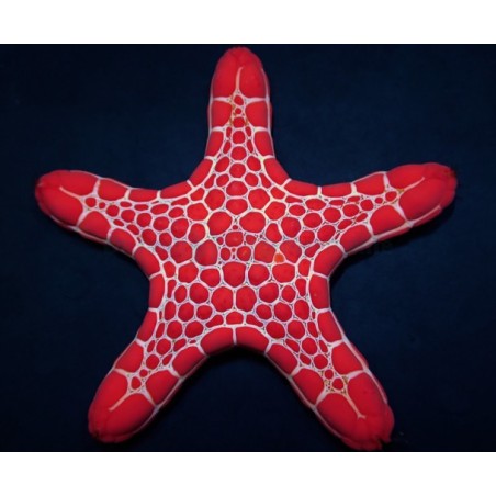 Pentagonaster dubeni - Australian Biscuit Starfish -Red