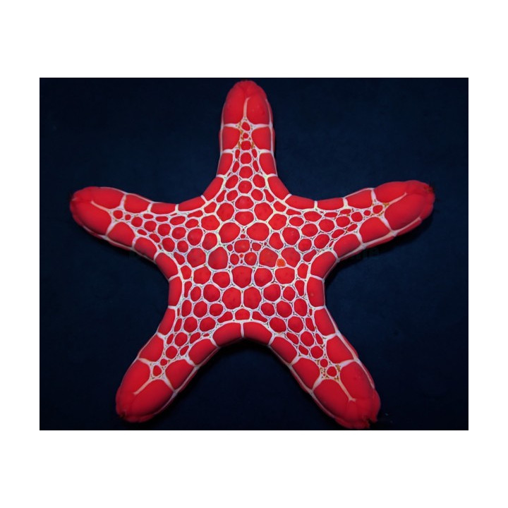 Pentagonaster dubeni - Australian Biscuit Starfish -Red -