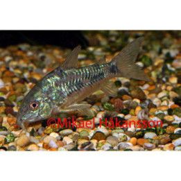Täplämonninen 3-4 cm Hoplisoma paleatus