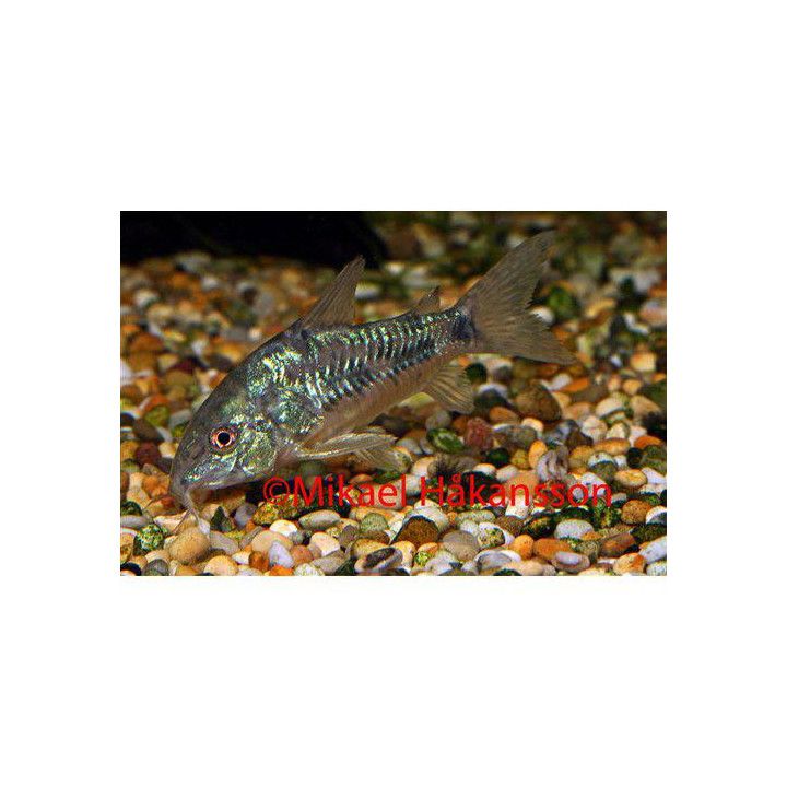 Fläckig Pansarmal 3-4CM Hoplisoma paleatus