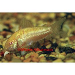 Albiino panssarimonni 3-4 cm Osteogaster aenea