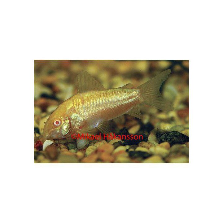 Albiino panssarimonni 3-4 cm Osteogaster aenea