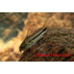 Kääpiömonninen, kasvatettu, 1-2 cm -