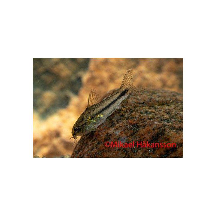 Kääpiömonninen, kasvatettu, 1-2 cm -