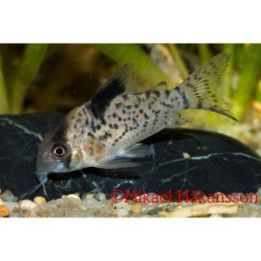 Leucomelas Pansar Mal Vf 3-4CM Corydoras leucomelas