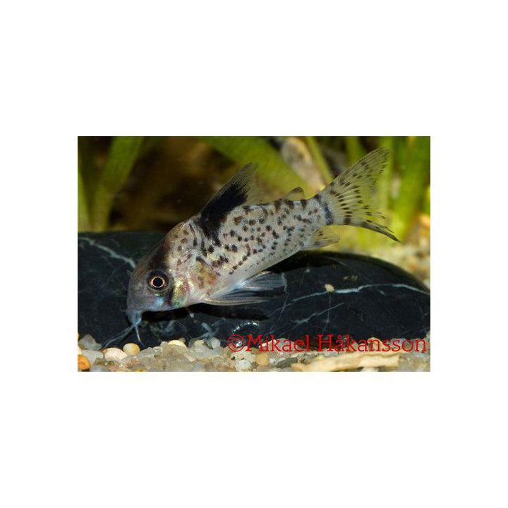Leucomelas Pansar Mal Vf 3-4CM Corydoras leucomelas