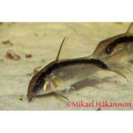 Hoplisoma granti luonnonvarainen 4-5 cm